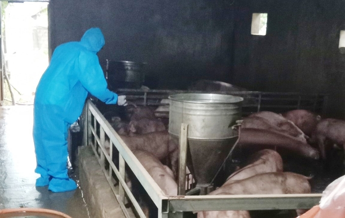 Cán bộ thú y đang thực hiện tiêm vacxin trên đàn lợn tại huyện Bố Trạch. Ảnh: T. Phùng.