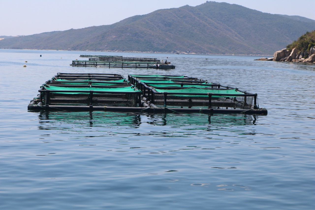 To develop industrial marine farming, it is essential to assess the environmental impact and environmental carrying capacity of farming areas. Photo: V.D.T.