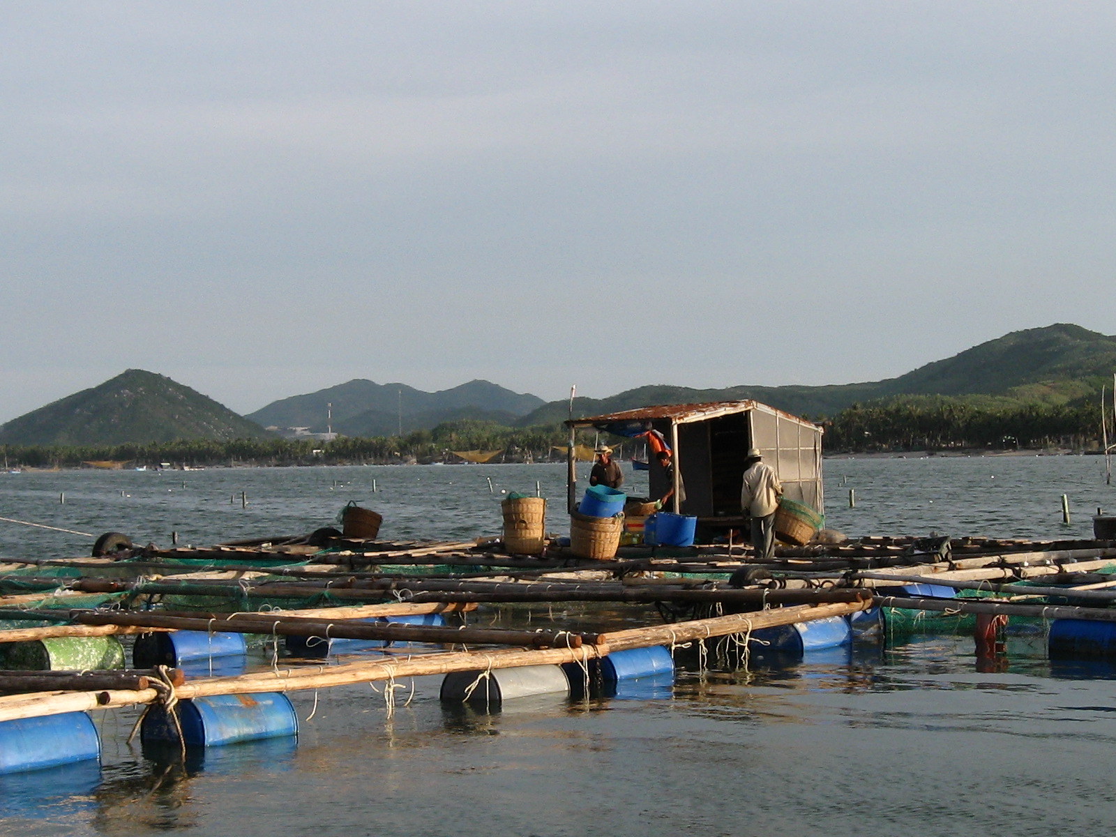 In the process of developing industrial marine farming, localities need to choose appropriate models. It can be either fish farming, seaweed farming, or abalone farming combined with tourism. Photo: V.D.T.