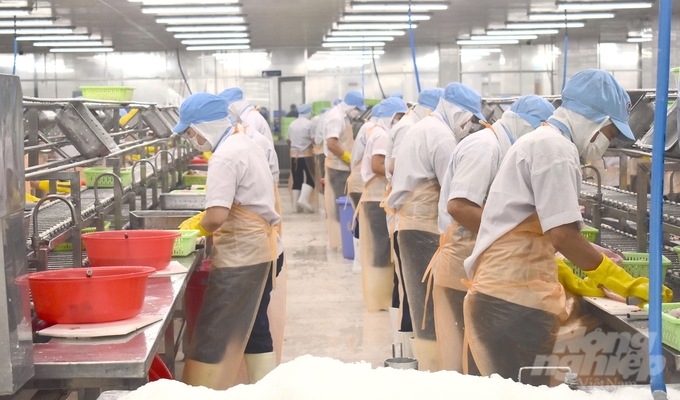 Workers working at the Pangasius fillet factory of Go Dang Joint Stock Company earn about VND 8-10 million/month. Photo: Minh Dam.