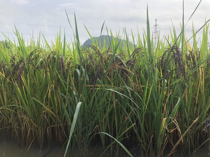 Giống lúa thảo dược Thảo cẩm 9 trồng thử nghiệm tại xã Ninh Mỹ (huyện Hoa Lư, tỉnh Ninh Bình) phát triển rất tốt. Ảnh: Thảo Phương.