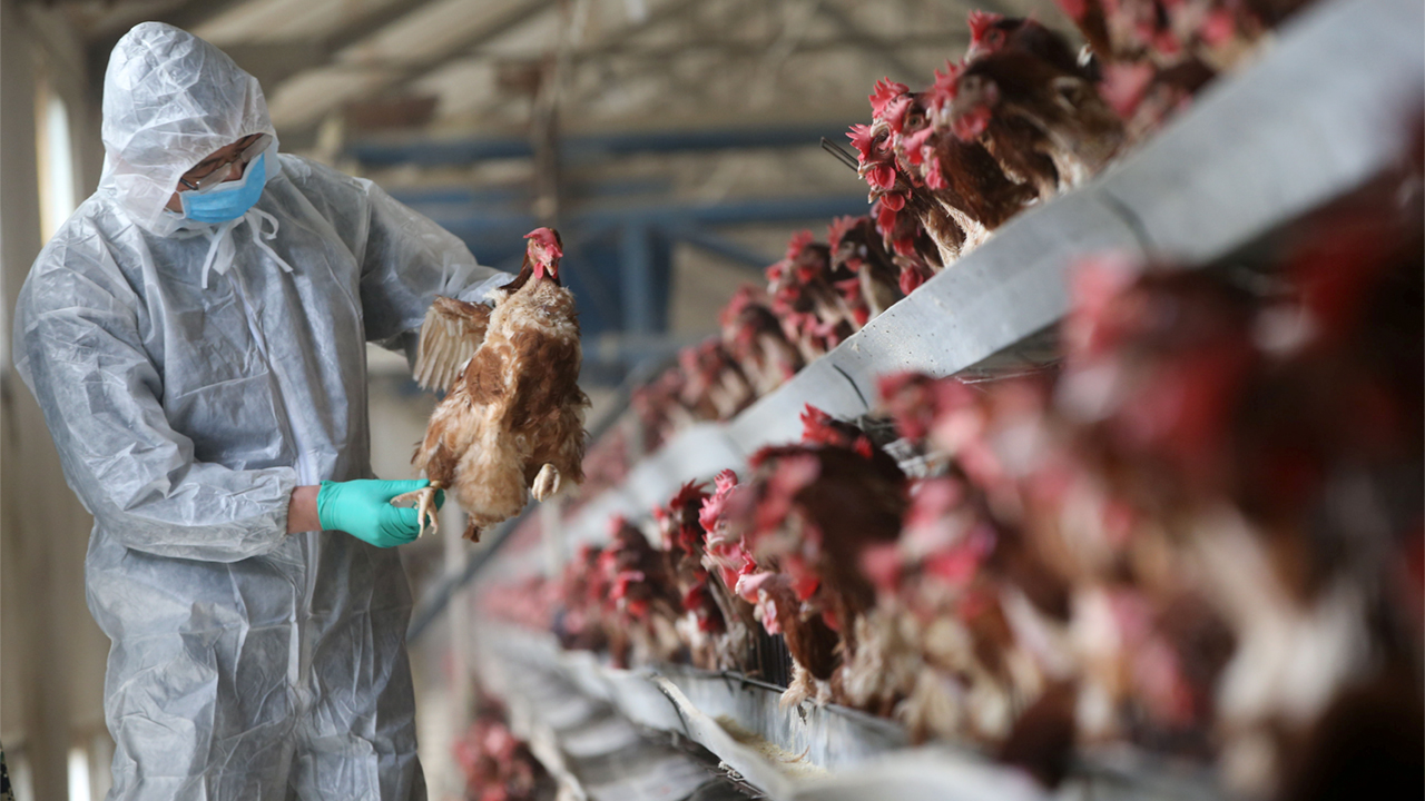 Một nhà nghiên cứu dịch tễ kiểm tra gà tại một trang trại gia cầm ở tỉnh Hồ Bắc, Trung Quốc. Ảnh: Reuters.
