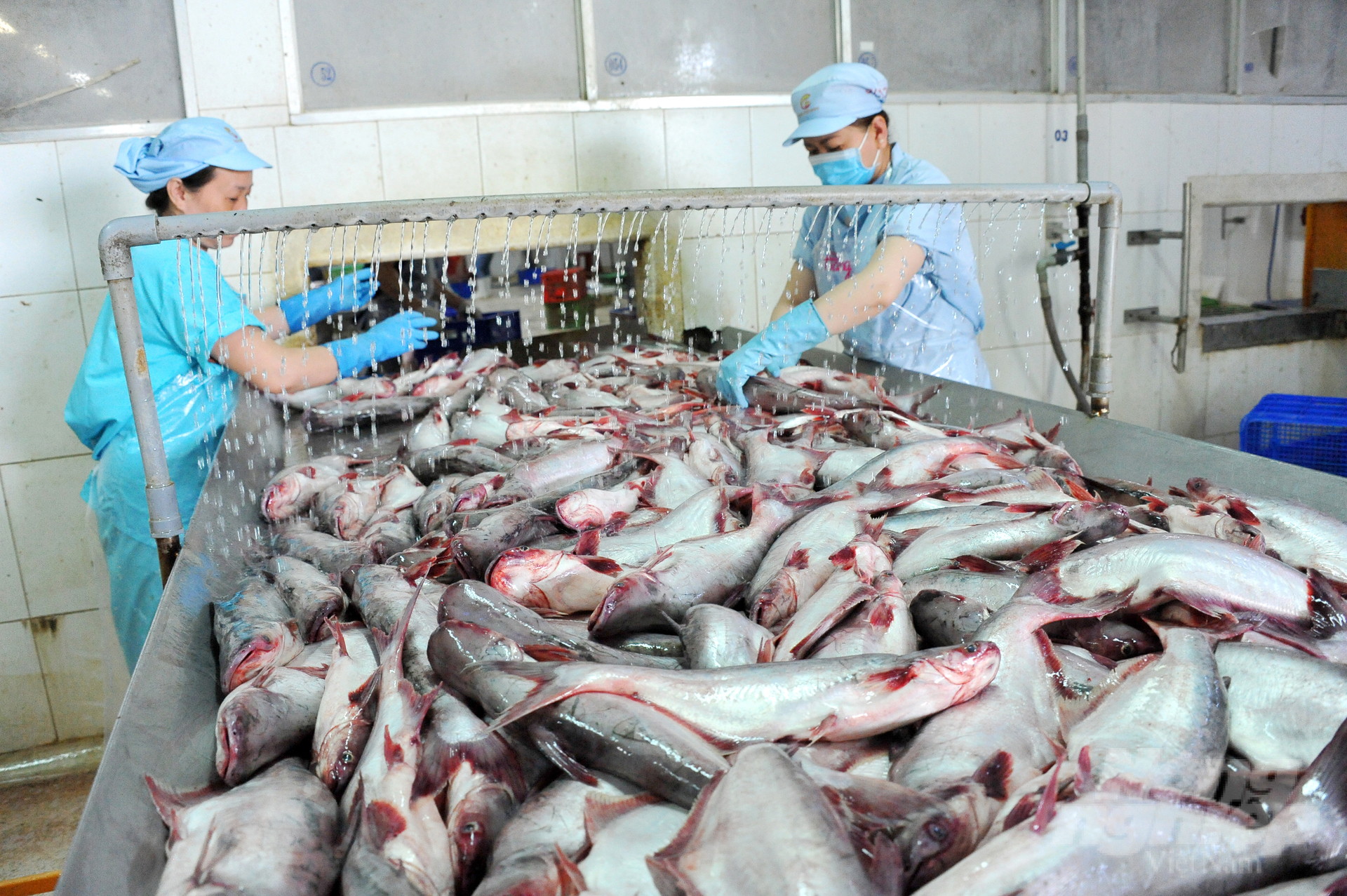 The seafood processing industry and the environmental protection plan for the fisheries sector for the 2021-2030 period have identified that achieving an economic circular model is one of the key objectives to foster sustainable growth. Photo: Le Hoang Vu.