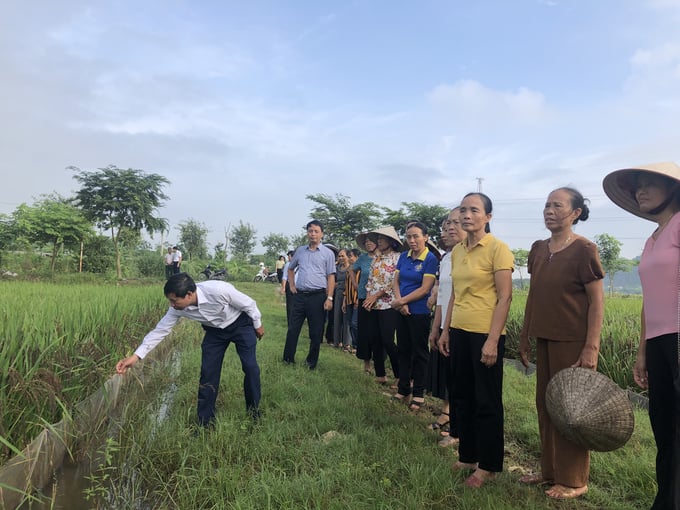 Nông dân trong HTX Phong Hòa (Hoa Lư, Ninh Bình) tham quan mô hình trồng lúa thảo dược. Ảnh: Thảo Phương.