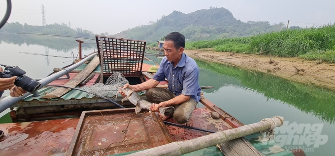 Nghề nuôi cá chiên đặc sản mang lại nguồn thu lớn cho các hộ nông dân ở Tuyên Quang. Ảnh: Đào Thanh.