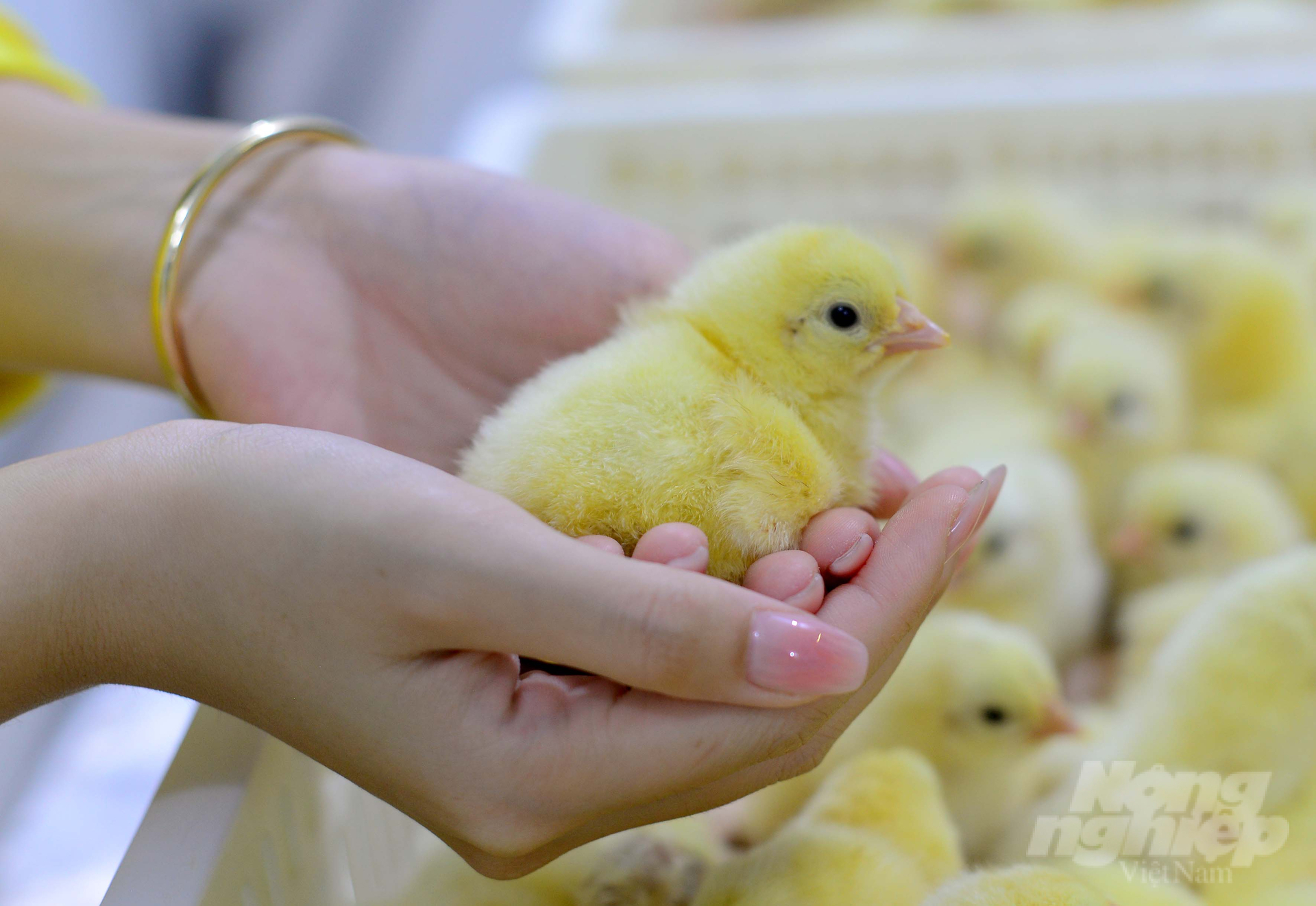 Năm 2016, Bel Gà là đơn vị sản xuất chăn nuôi gà đầu tiên ở Việt Nam được chứng nhận GlobalGAP trên toàn cầu. Ảnh: Minh Hậu.