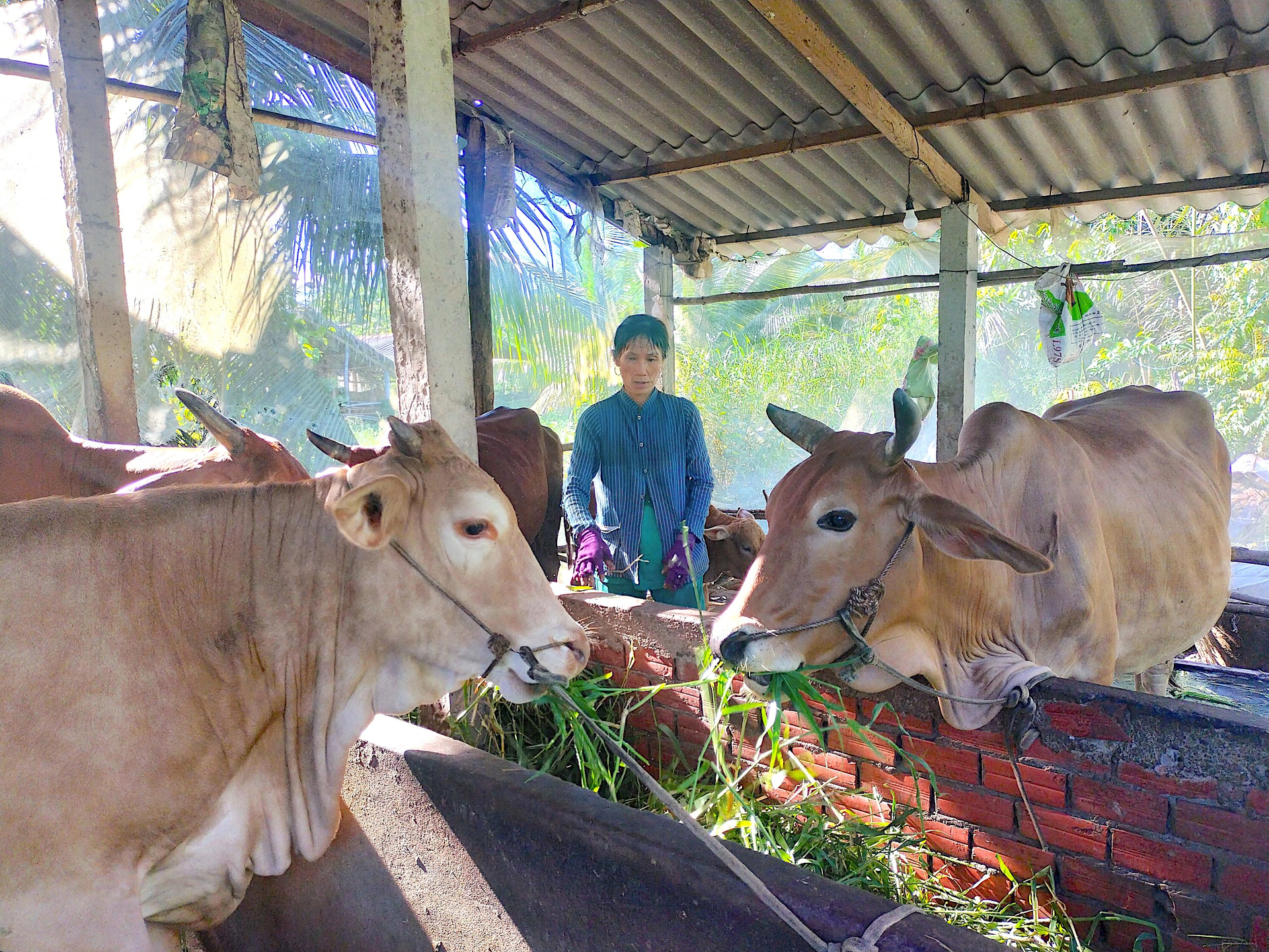 Chị Hồ Lê Thị Trang, học viên lớp kỹ thuật chăn nuôi bò ở huyện Ba Tri. Ảnh: Minh Đảm.