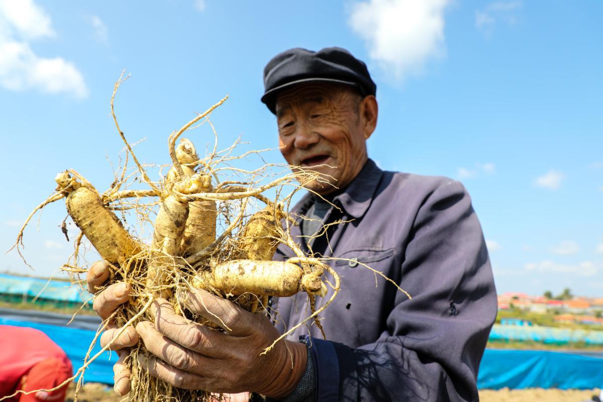 Ông Từ Mậu Kiến, 75 tuổi, dành cả đời để trồng nhân sâm ở huyện Phủ Tùng, tỉnh Cát Lâm, Trung Quốc. Ảnh: Chinadaily.
