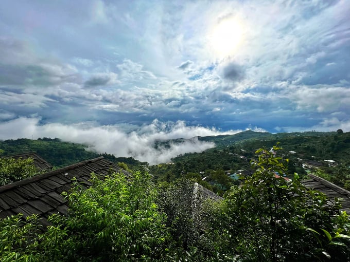 Ancient tea trees cover the roofs of the homes of the Mong people in Suoi Giang. Photo: Thai Son.