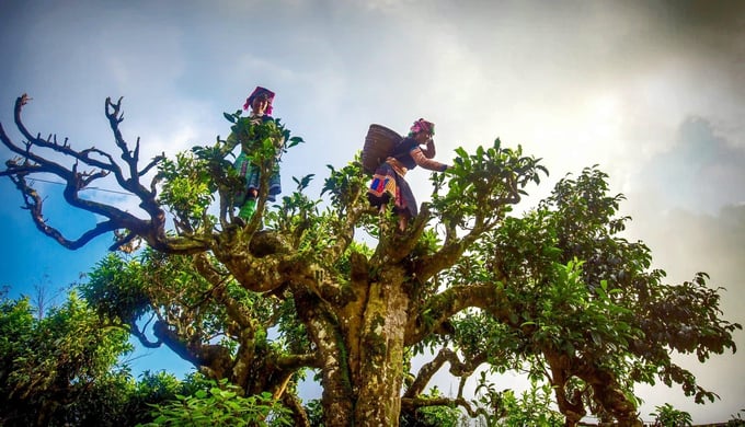 Two Mong women picking tea. The secret to picking tea and tea leaves of the Mong people is not easy to learn. They calculate the time, amount of harvest, and picking method in their own way. Photo: Thai Son.