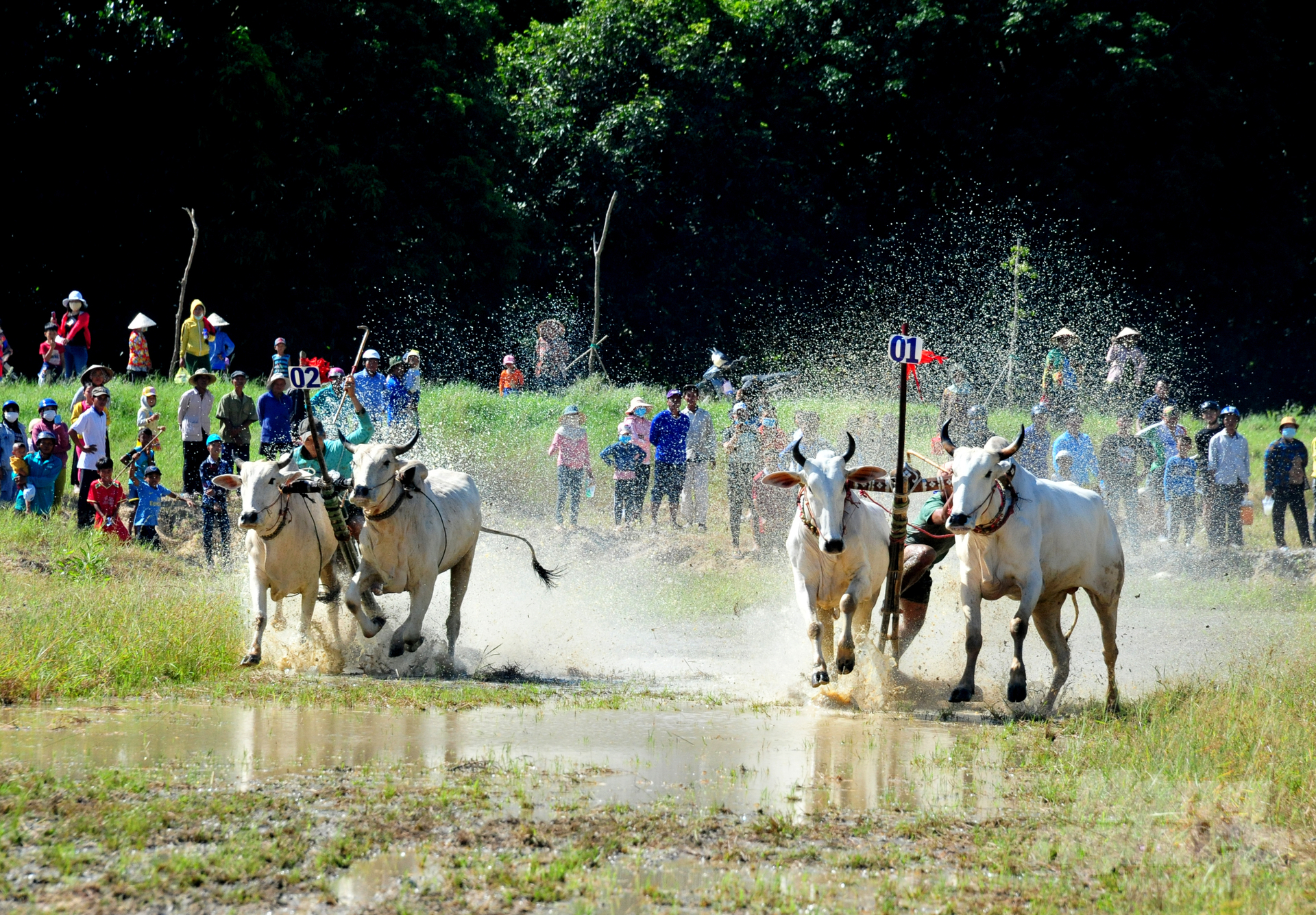 Đồng thời tạo không khí vui tươi phấn khởi, nhân dịp lễ Sene Dolta của đồng bào dân tộc Khmer, góp phần quảng bá hình ảnh đua bò Bảy Núi đến đông đảo người dân trong nước và thế giới.