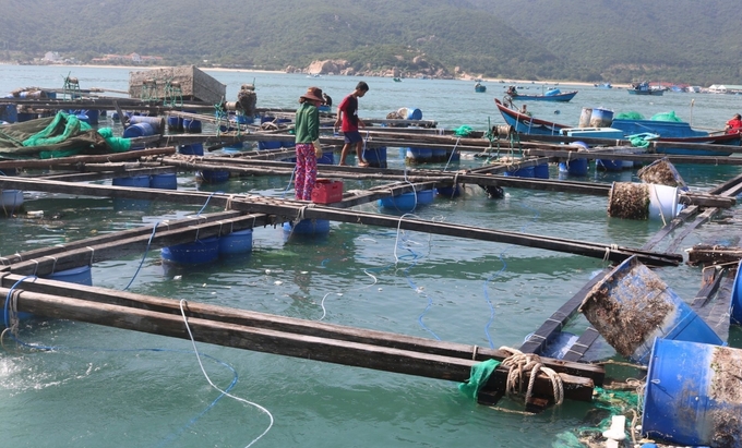 Farming cages made of bamboo wood are not strong enough to withstand extreme weather conditions at sea. Photo: Kim So.