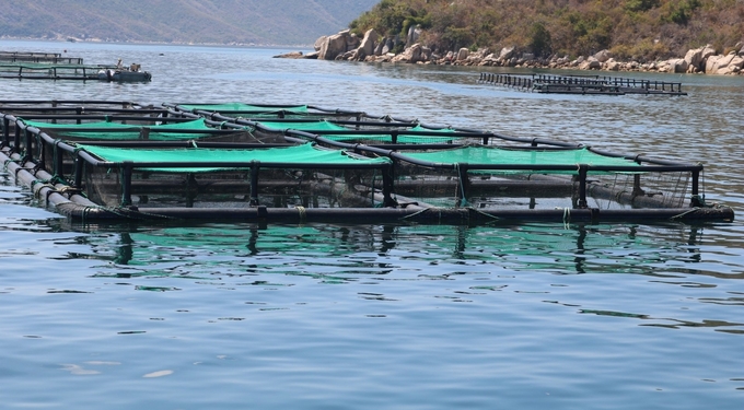 Một góc trang trại của Trung tâm Nuôi biển công nghệ cao chuyên nuôi cá chim vây vàng. Ảnh: KS.