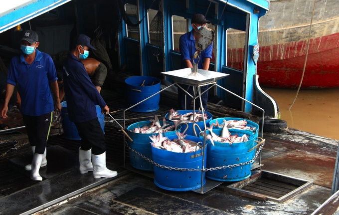 Ngành hàng cá tra có nhiều tiềm năng đóng góp vào sản xuất giảm phát thải khí nhà kính của ngành nông nghiệp. Ảnh: Kim Anh.