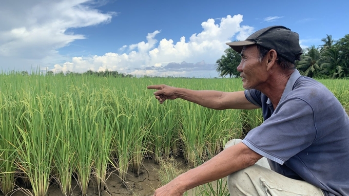 Một trà lúa của nông dân Trà Vinh chuẩn bị thu hoạch, đã có thương lái đặt cọc với giá 8.000 đồng/kg. Ảnh: Hồ Thảo.