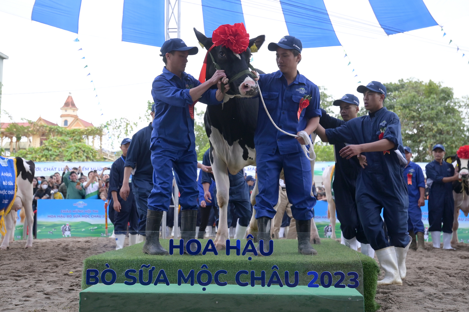 Hoa hậu bò sữa Mộc Châu 2023 thuộc về 'cô' bò có số hiệu HF36548. Ảnh: Tùng Đinh.