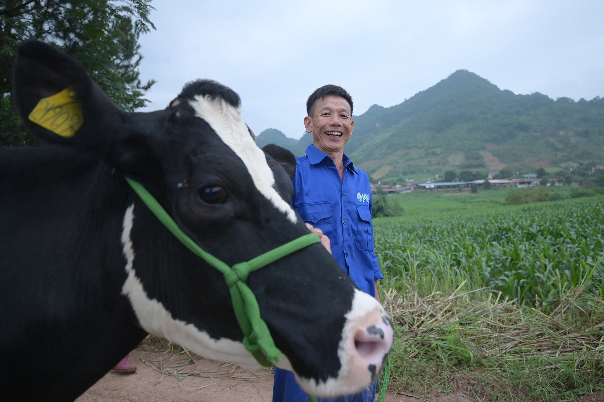 Ông Trần Đình Ba, Đơn vị chăn nuôi số 77 bên bò sữa tại trang trại đạt tiêu chuẩn an toàn dịch bệnh của gia đình. Ảnh: Tùng Đinh.