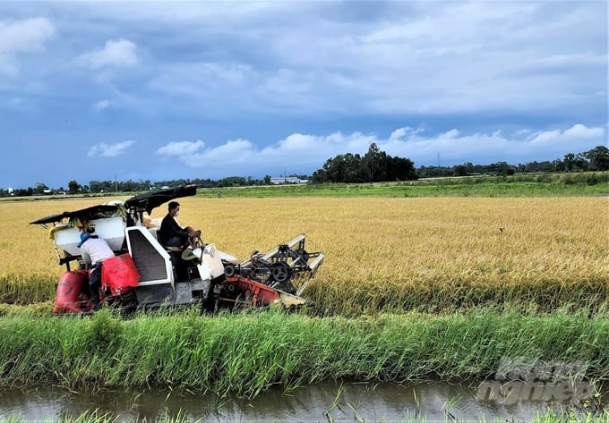 Nhiều cánh đồng ở huyện Cờ Đỏ, TP Cần Thơ đang gấp rút thu hoạch dứt điểm lúa thu đông 2023. Ảnh: Kim Anh.