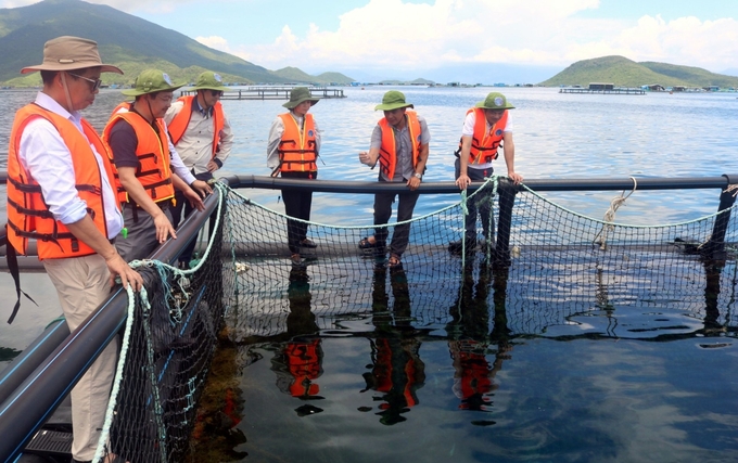 To adapt to climate change, converting wooden farming cages to HDPE cages is essential. Photo: Kim So.