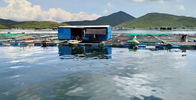 A marine farming model on Van Phong Bay, Khanh Hoa province. Photo: KS.