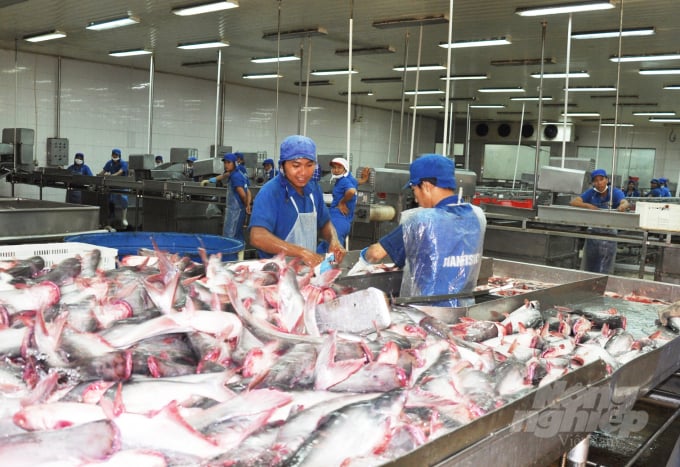 Để giảm phát thải trong chuỗi ngành hàng cá tra, đòi hỏi sự hợp tác chặt chẽ giữa khối doanh nghiệp và cơ quan quản lý nhà nước. Ảnh: Kim Anh.