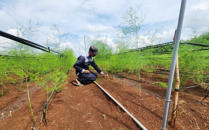 Khi liên kết trồng măng tây, HTX Ngọc Minh Châu sẽ hướng dẫn kỹ thuật và bao tiêu sản phẩm cho nông dân. Ảnh: Minh Quý.