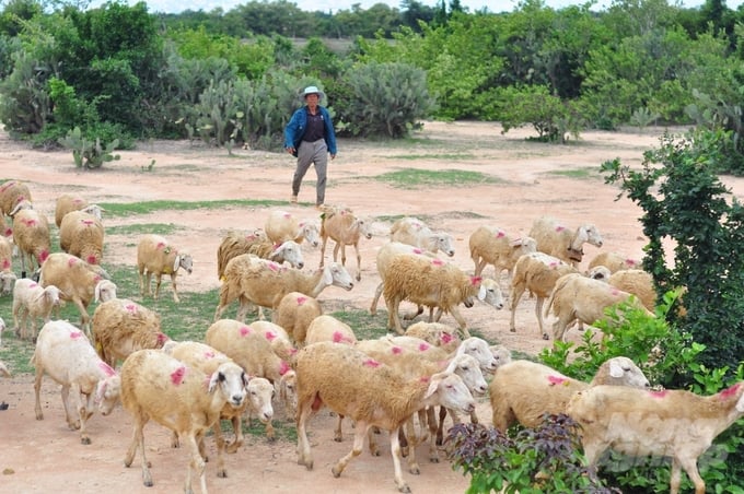 Ninh Thuận là một trong những tỉnh nuôi nhiều dê, cừu nhất ở nước ta. Ảnh: Mai Phương.