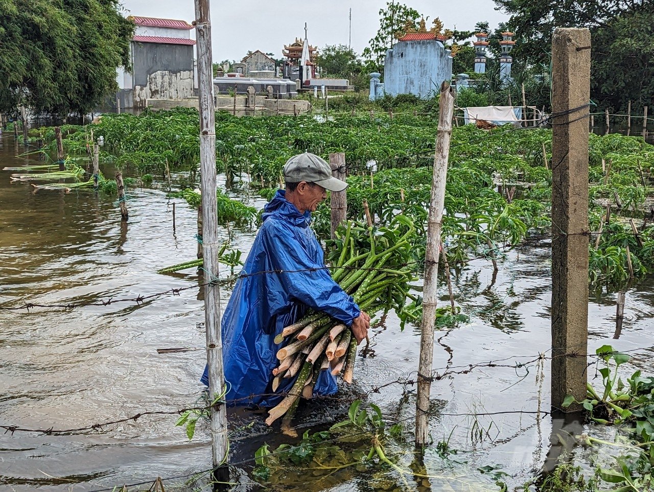 Tại thôn Niêm Phò (xã Quảng Thọ, huyện Quảng Điền), nhiều nông dân ngâm mình dưới nước để thu hoạch cây chột nưa. Đây là loại cây trồng đặc trưng ở địa phương đã đi vào thơ ca với bài 'Con cá, chột nưa' của nhà thơ Tố Hữu.