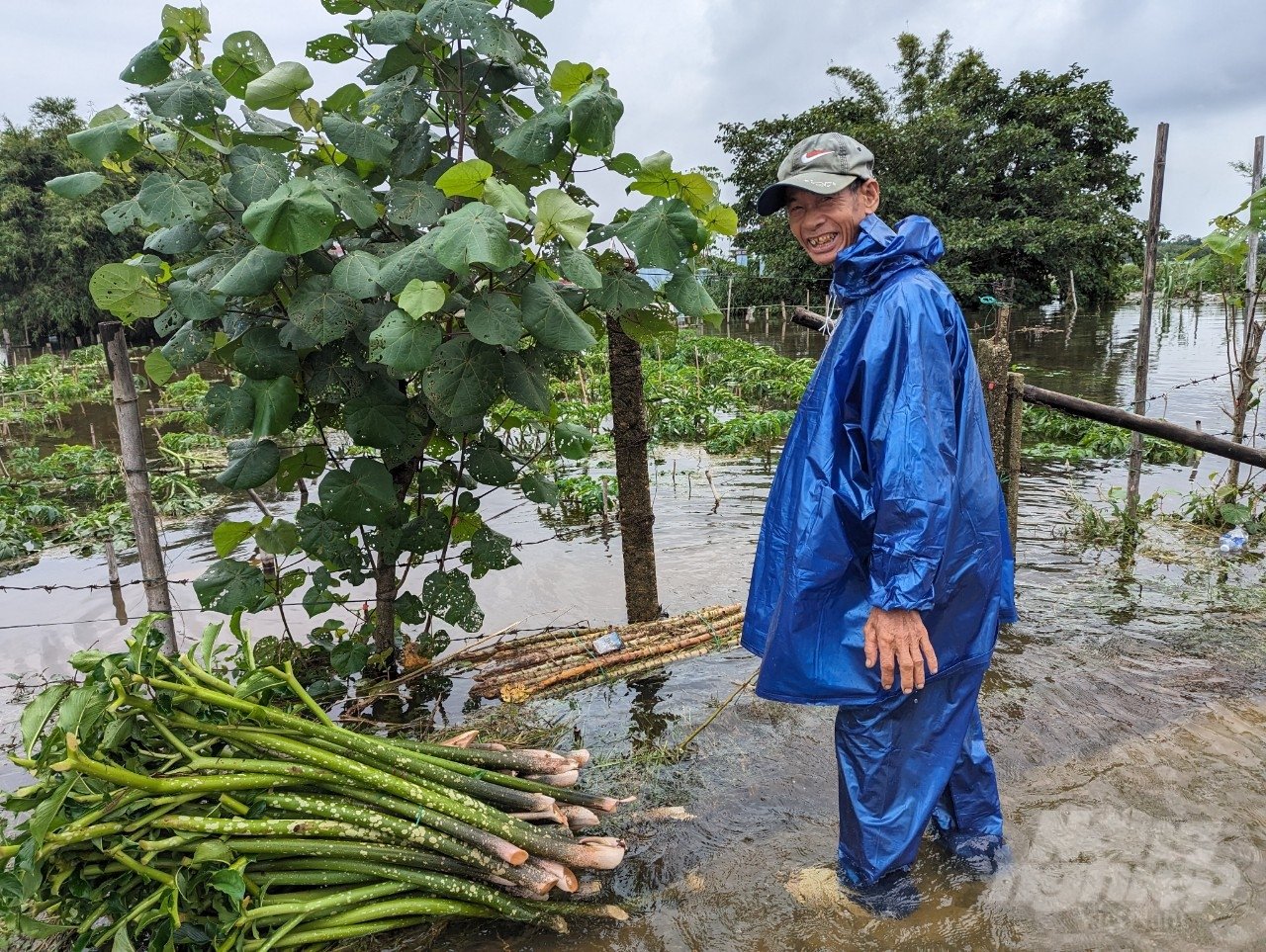 Ông Nguyễn Thuyền, nông dân thôn Niêm Phò cho biết, vùng đất thấp trũng này từ xa xưa đã thích hợp để trồng cây chột nưa. Đây cũng được xem là cây trồng chống đói vào mùa mưa lụt của người dân địa phương.