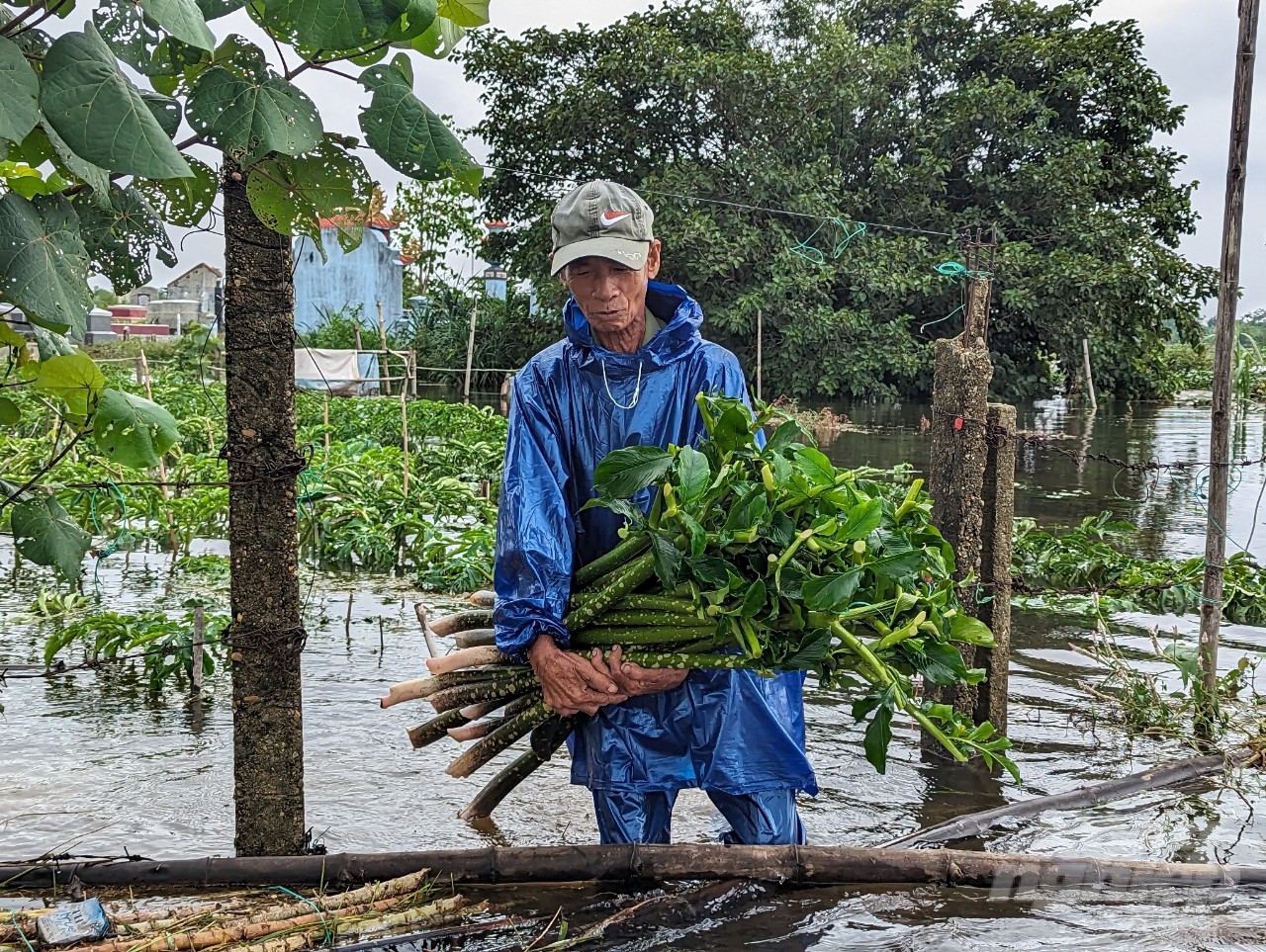 Theo ông Thuyền, nếu không bị ảnh hưởng bởi mưa lớn kéo dài thì khoảng nửa tháng tới mỗi cân chột nưa sẽ được bán với giá khoảng 20.000 đồng. Tuy nhiên do bị ngâm nước lâu nên chột nưa thu hoạch xong bán chỉ được 10.00 - 15.000 đồng/kg. 