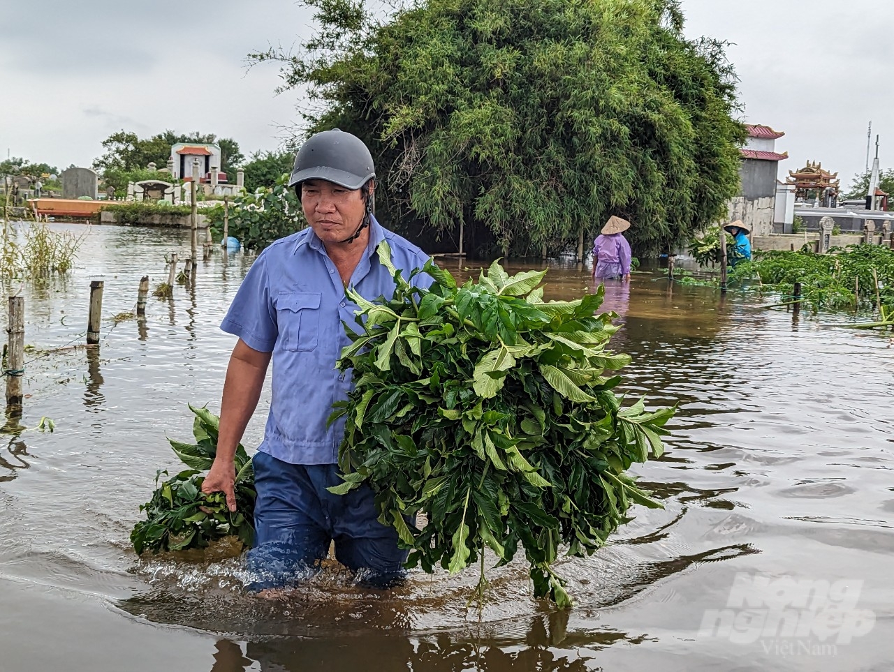 Hàng xóm của ông Thuyền cũng đến giúp gia đình ông thu hoạch chột nưa. Đối với người dân làng Niêm Phò, việc giúp nhau trong mùa mưa lụt đã trở thành lệ thường tốt đẹp từ ngàn xưa.