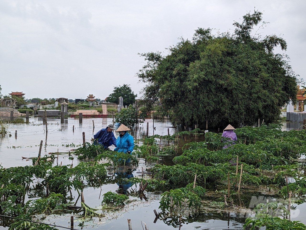 Từ sáng 15/10 tại tỉnh Thừa Thiên Huế đã ngừng mưa. Thời tiết tốt dần nên nông dân tranh thủ ra đồng thu hoạch các loại cây trồng.