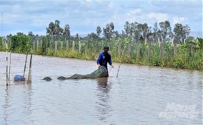 Having just finished harvesting the successful 2023 autumn-winter rice crop and letting water overflow the field, Mr. Tu set up Lu (a funnel-shaped mesh bag, 2.5–3 meters long) tools to catch natural freshwater fish. Photo: Trung Chanh.