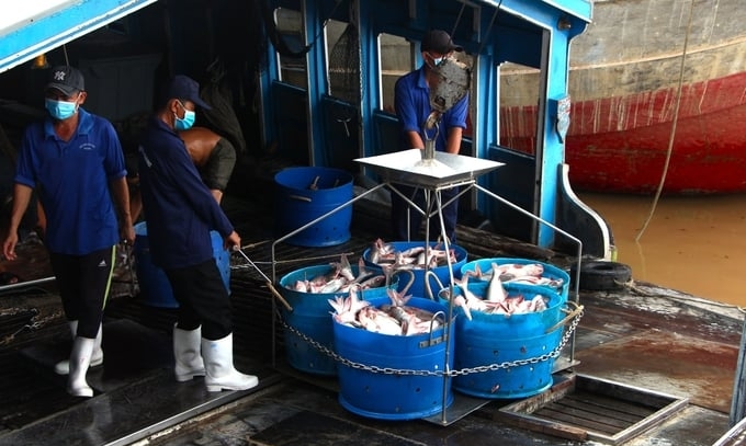 The pangasius industry has much potential to contribute to production and reduce greenhouse gas emissions in the agricultural sector. Photo: Kim Anh.