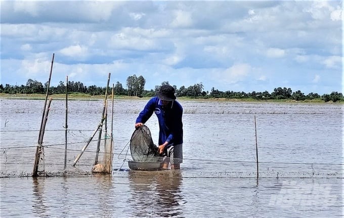 After harvesting autumn-winter rice, farmers in Kenh 4B hamlet opened their fields to receive flood water to clean the fields and prepare favorable conditions for the next rice crop. Photo: Trung Chanh.