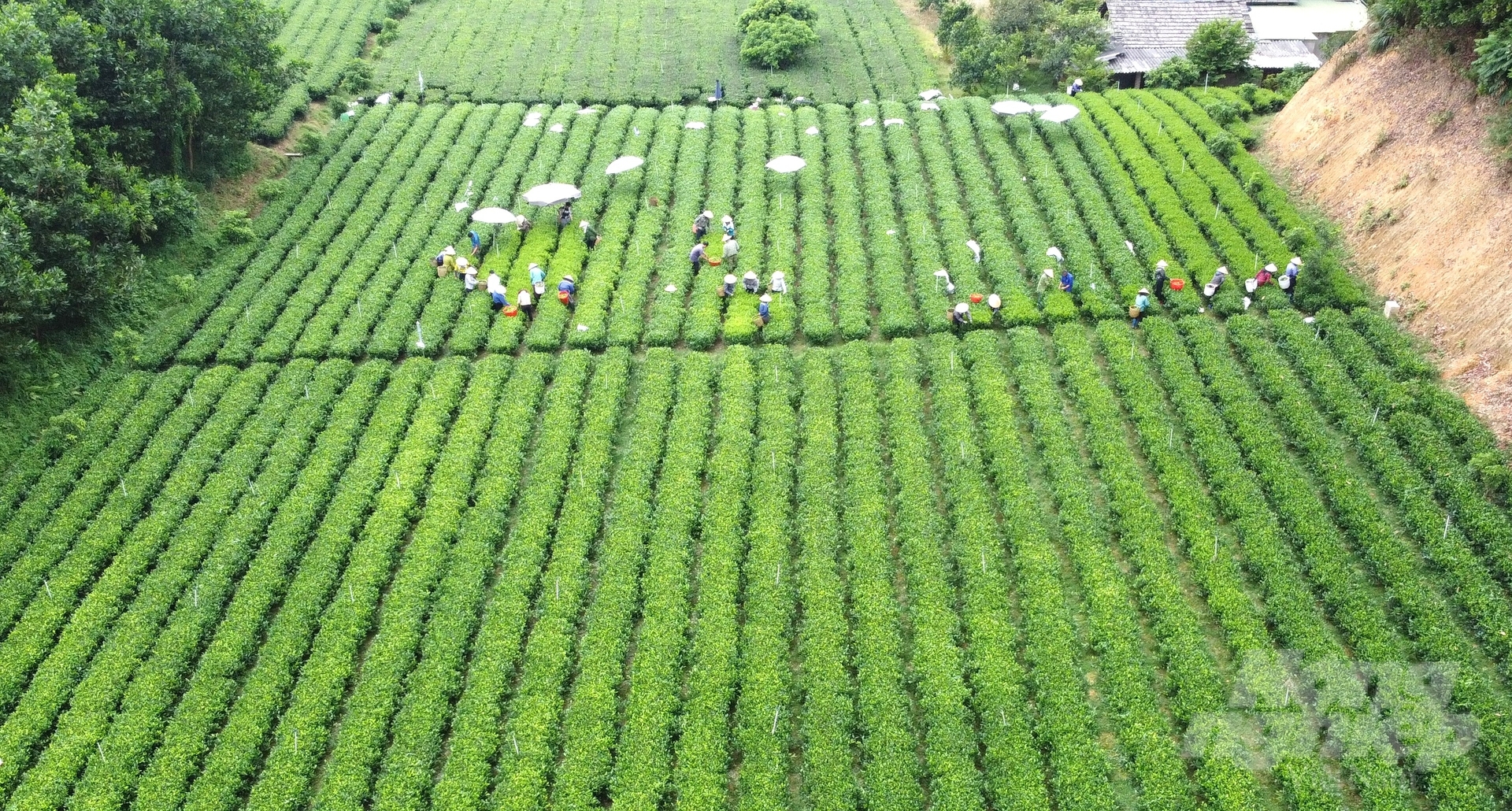 Chè là một trong những cây trồng chủ lực trong phát triển kinh tế ở huyện Đồng Hỷ. Ảnh: Quang Linh.