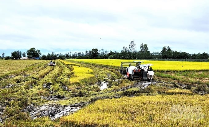 Harvesting autumn-winter rice in recent times has faced many disadvantages due to heavy rain and muddy fields. The Can Tho agriculture sector recommends that farmers proactively pump out water to avoid local floods affecting productivity. Photo: Kim Anh.