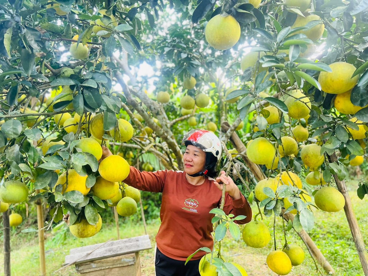 Bưởi đỏ Tân Lạc luôn cho quả sai bện vào nhau.