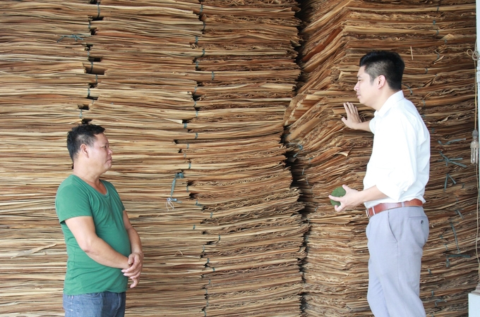 Khoảng 500m3 gỗ ván bóc của Nguyễn Mạnh Hường (thôn Đồng Bằng, xã Lương Thịnh, huyện Trấn Yên) còn tồn kho nhưng chưa thể bán vì giá quá thấp. Ảnh: Thanh Tiến.