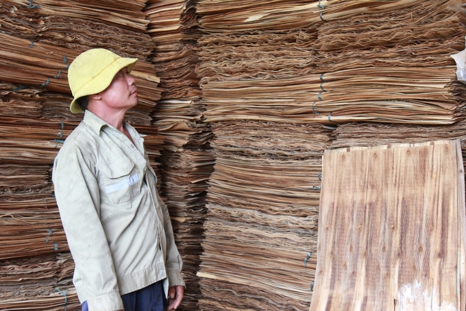 Giá gỗ xuống thấp khiến cơ sở ván bóc của gia đình ông Dương Kim Tư ở thôn Đồng Bằng (xã Lương Thịnh) cũng điêu đứng vì không tiêu thụ được sản phẩm. Ảnh: Thanh Tiến.