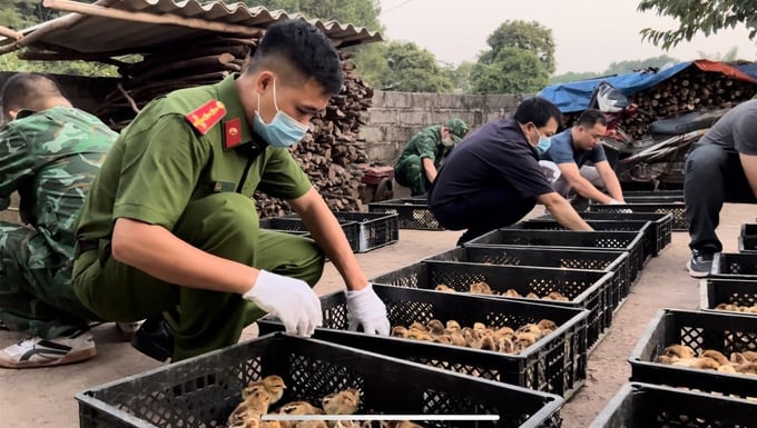 Lực lượng chức năng tỉnh Lạng Sơn bắt giữ hơn 1.800 con gà giống nhập lậu từ Trung Quốc vào chiều 3/10/2023. Ảnh: Minh Phúc.
