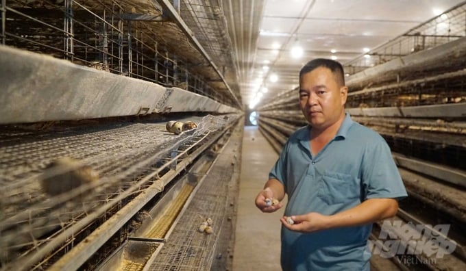 Anh Thịnh cho biết đang lên phương án tăng sản lượng trứng cút xuất khẩu từ 300.000 quả như hiện tại lên hơn 1 triệu quả trong năm 2024. Ảnh: Lê Bình.