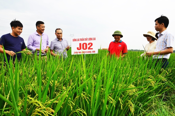 Cán bộ Phòng Kinh tế thị xã Thuận Thành và cán bộ công ty giống thăm mô hình sản xuất lúa J02 của 3 đại điền ở xã Nghĩa Đạo. Ảnh: Dương Đình Tường.