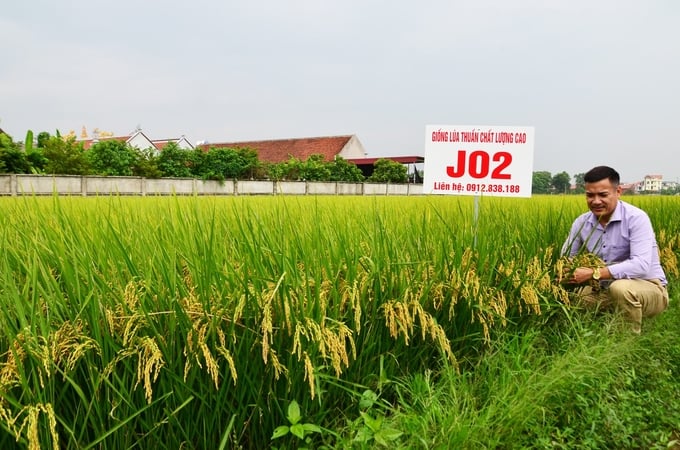 Cán bộ Công ty Cổ phần Giống - Vật tư nông nghiệp Công nghệ cao Việt Nam kiểm tra lúa. Ảnh: Dương Đình Tường.