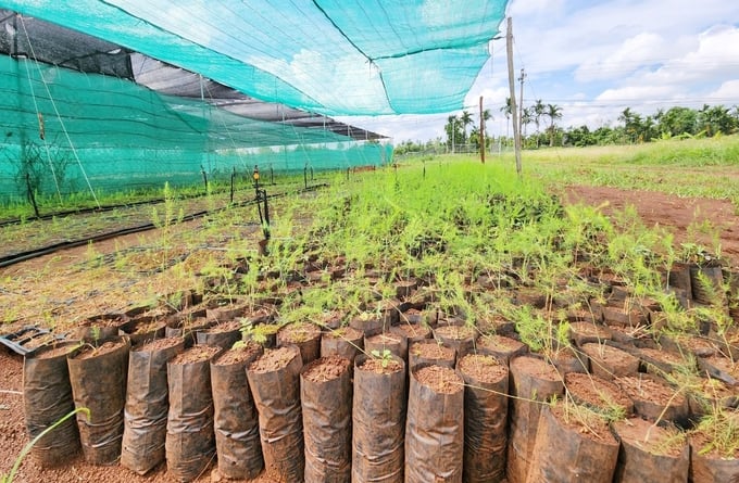 Asparagus varieties are imported from the U.S. according to the climate and soil conditions in the Central Highlands, so they are resistant to diseases and have high product quality. Photo: Minh Quy.