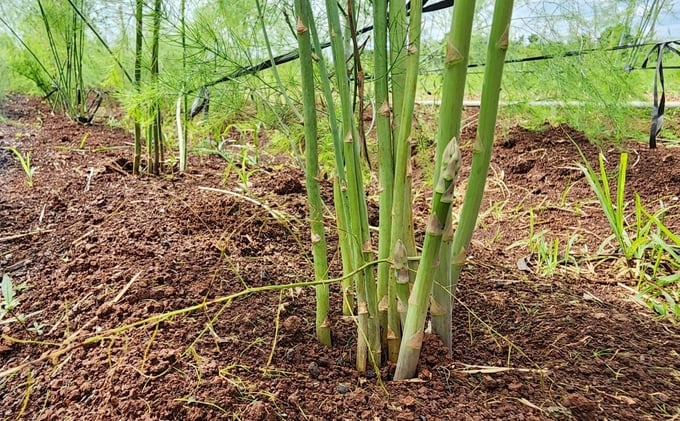 Green asparagus is produced using organic processes. This crop has much development potential in Dak Lak and the Central Highlands. Photo: Minh Quy.