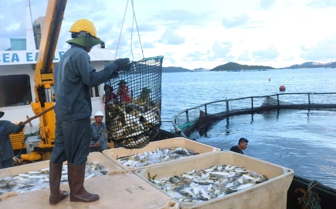 Harvesting golden pompano. Photo: KS.