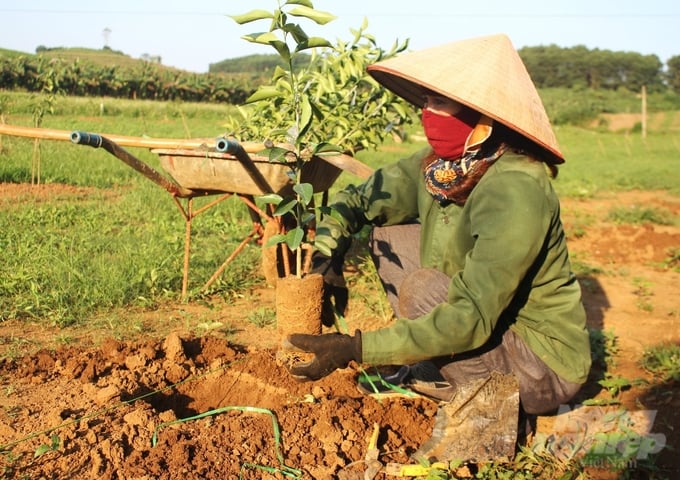Việc xuống giống cam trong chu kỳ mới đang được hầu hết các vườn cam trong vùng lõi Cao Phong tiến hành theo quy trình tái canh cây ăn quả có múi rất chặt chẽ. Ảnh: Trung Quân.