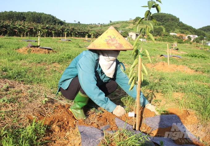 Bà Trần Thị Thoa (Khu 1, thị trấn Cao Phong) xuống giống cam chu kỳ mới với quy trình rất nghiêm ngặt. Ảnh: Trung Quân.