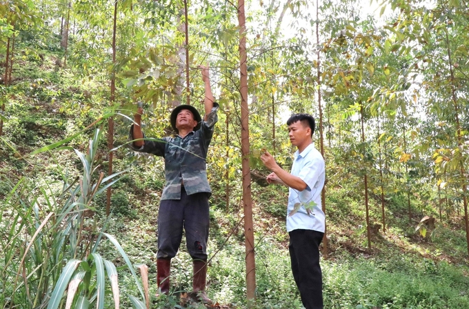 Chủ rừng và cán bộ xã Văn Hán, huyện Đồng Hỷ kiểm tra rừng bạch đàn bị khô lá. Ảnh: Quang Linh.